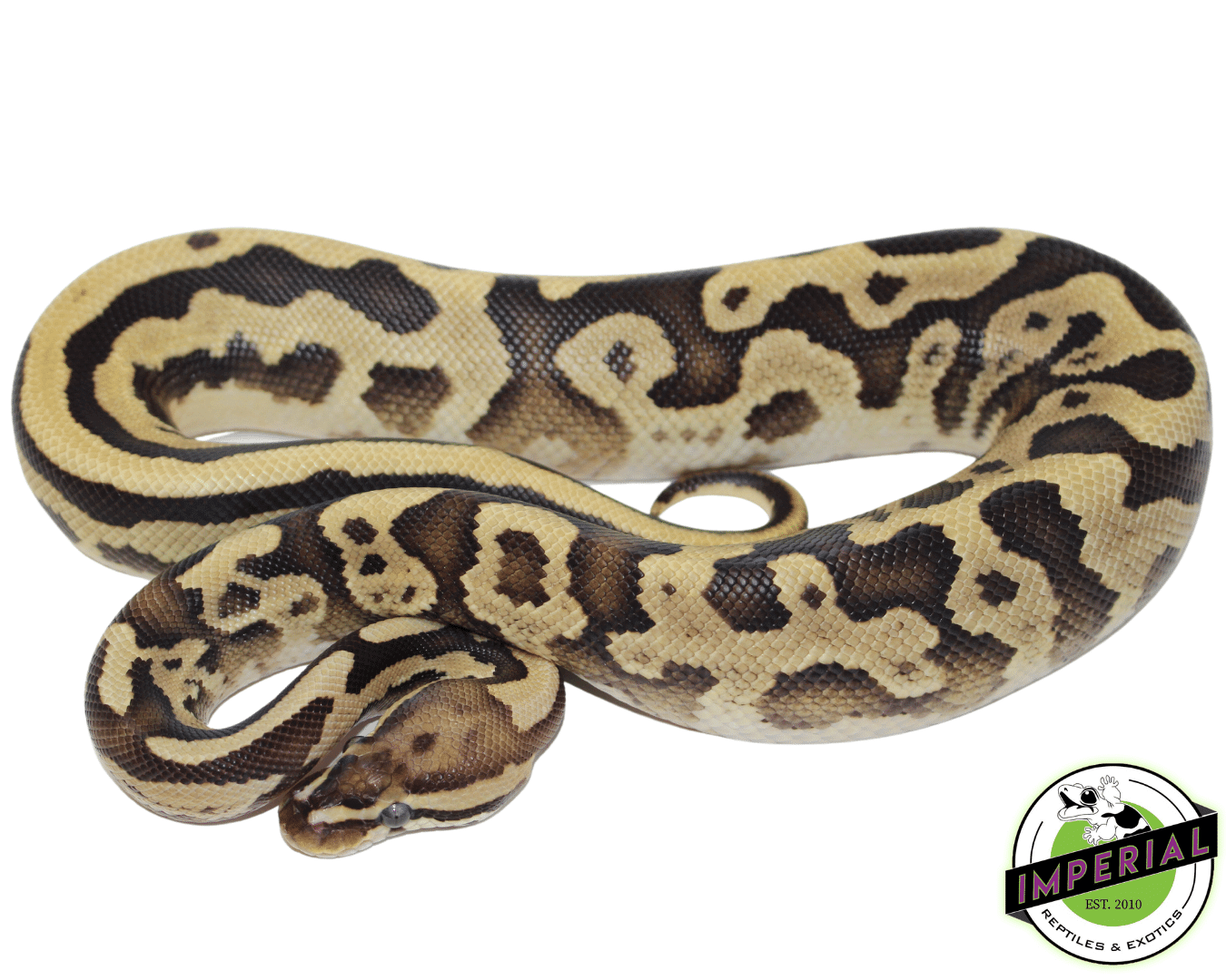 Leopard Firefly Ball Python — image 2