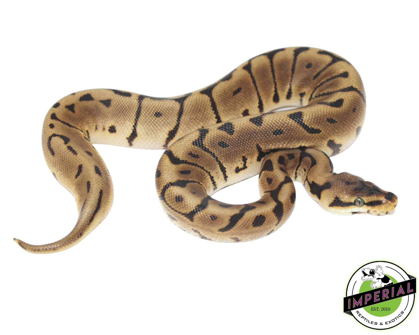 Leopard Spider Ball Python