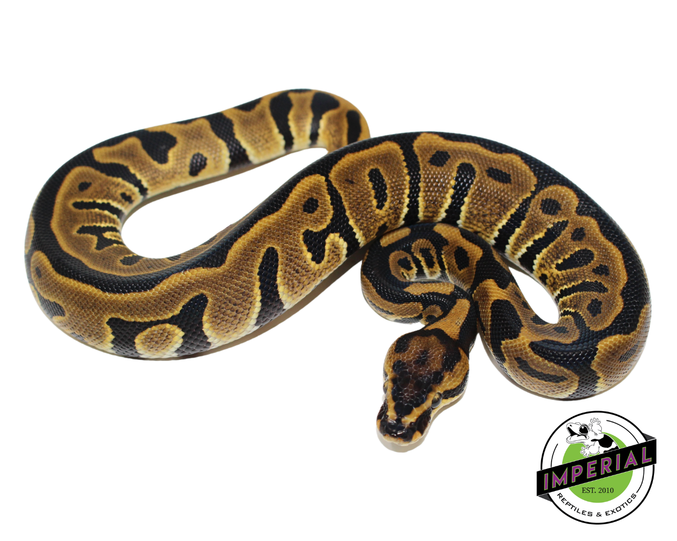 Leopard Yellowbelly Ball Python Baby — image 2