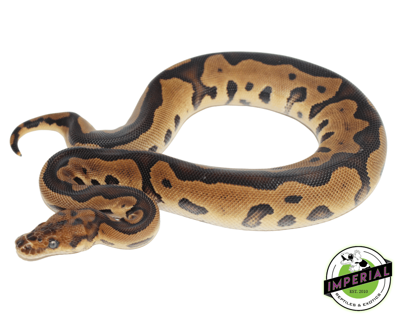 Leopard Yellowbelly Clown Ball Python
