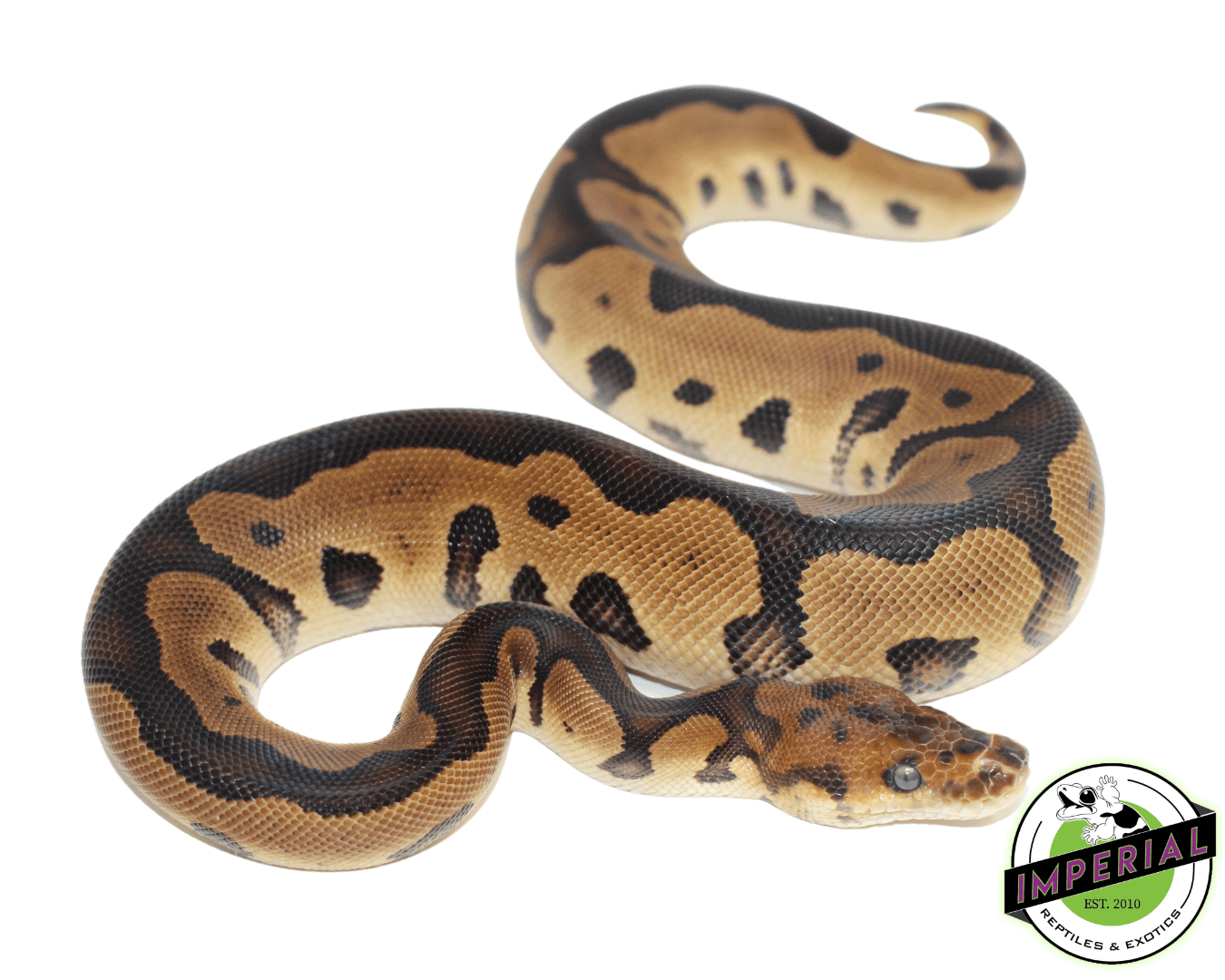 Leopard Yellowbelly Clown Ball Python — image 2