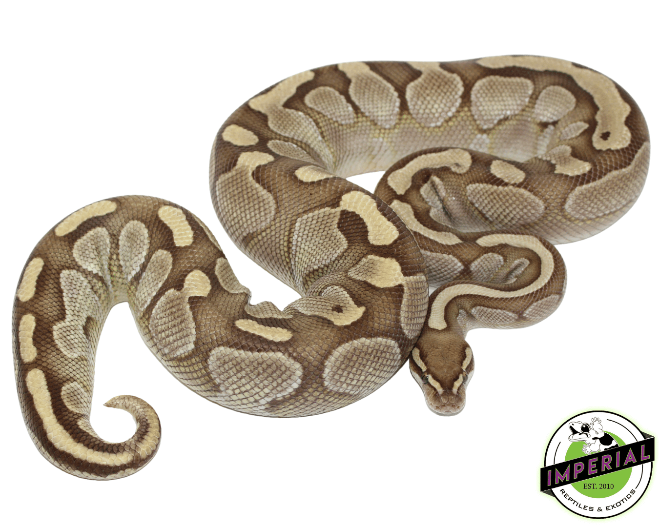 Lesser Ball Python Adult Female — image 2
