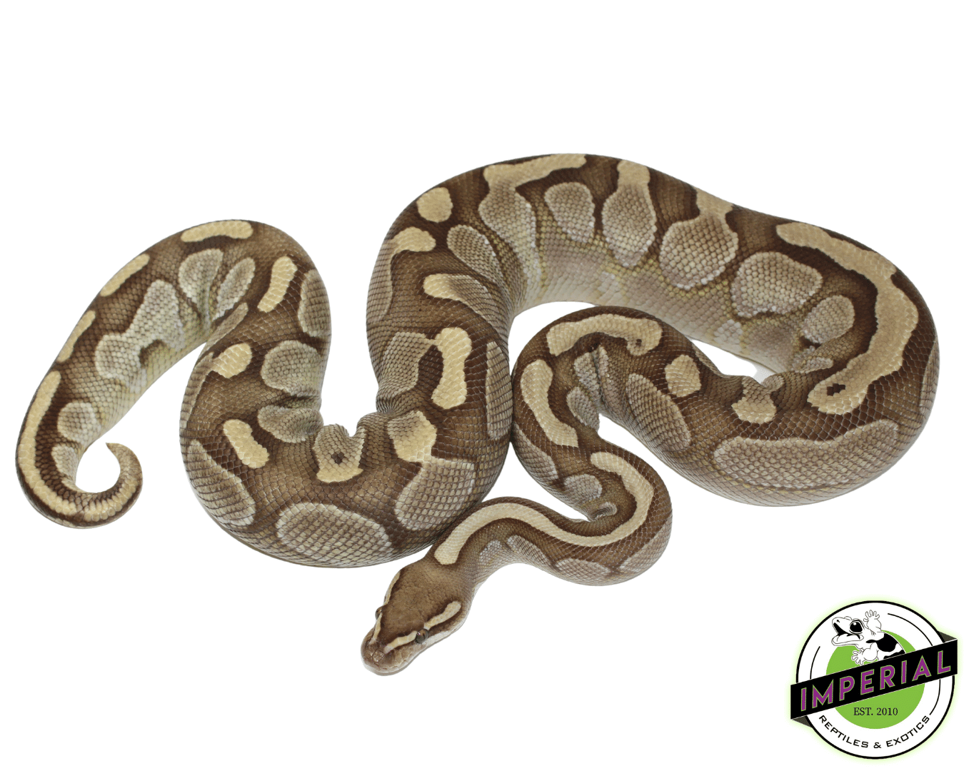 Lesser Ball Python Adult Female