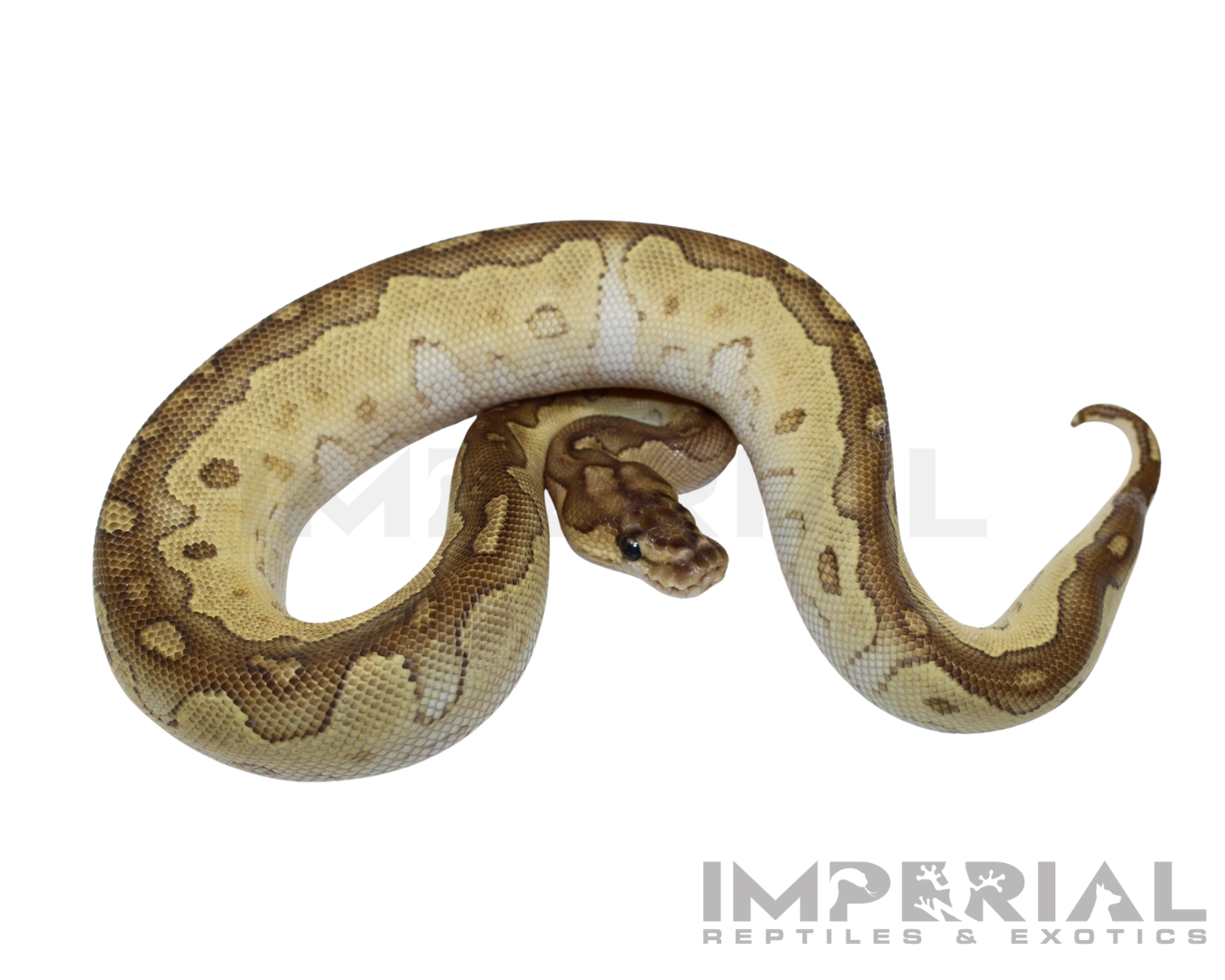 Lesser Clown Ball Python