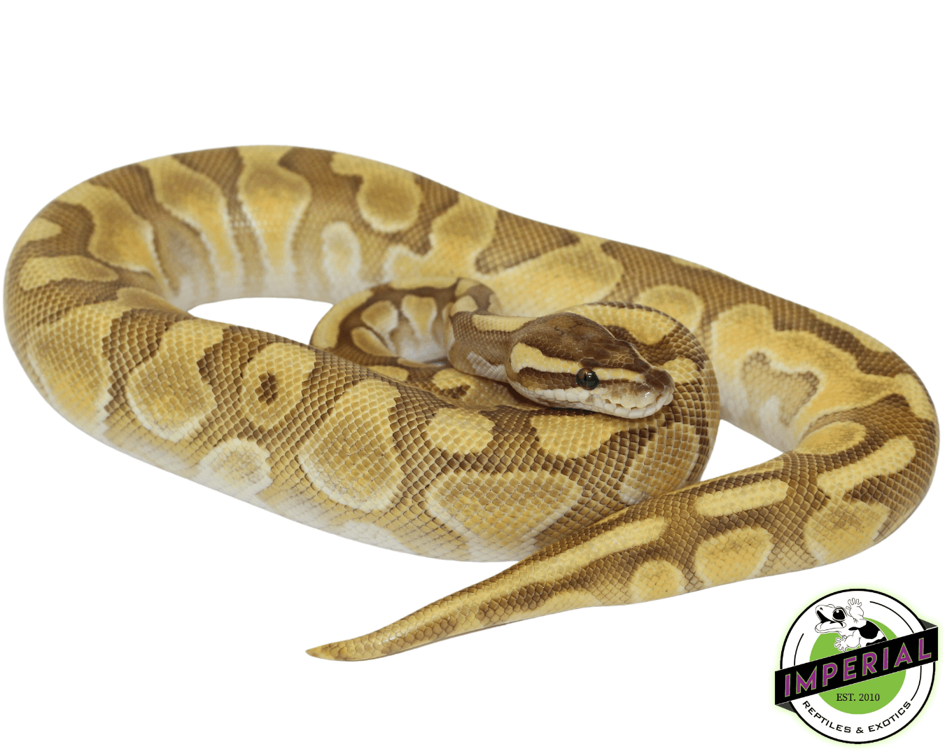 Lesser Enchi Ball Python — image 2