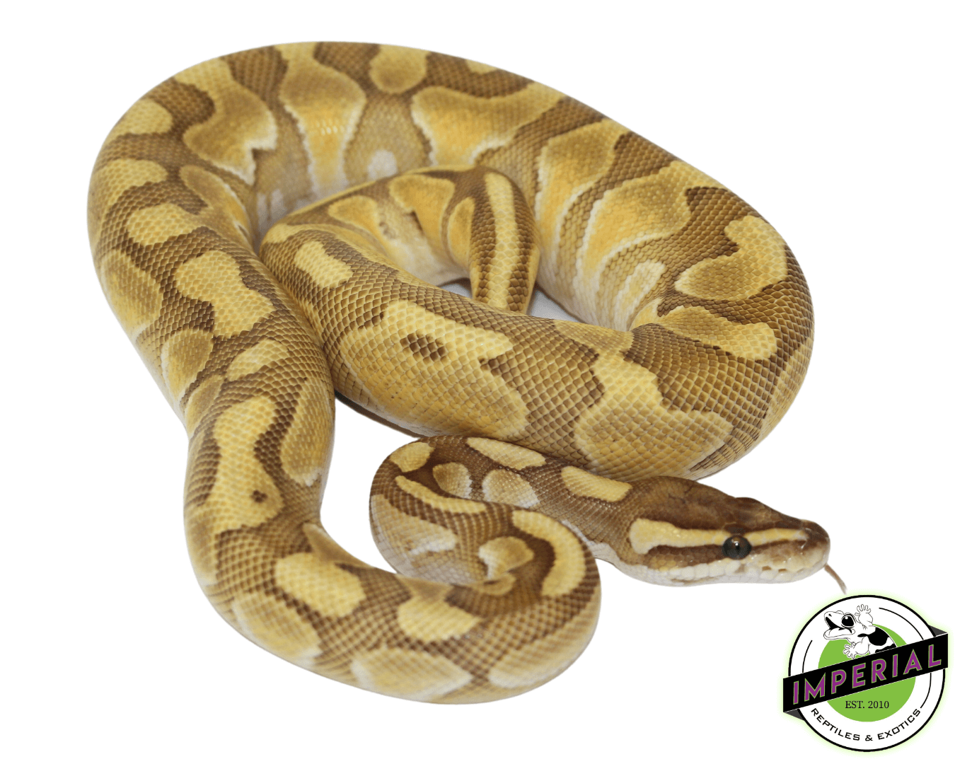 Lesser Enchi Ball Python