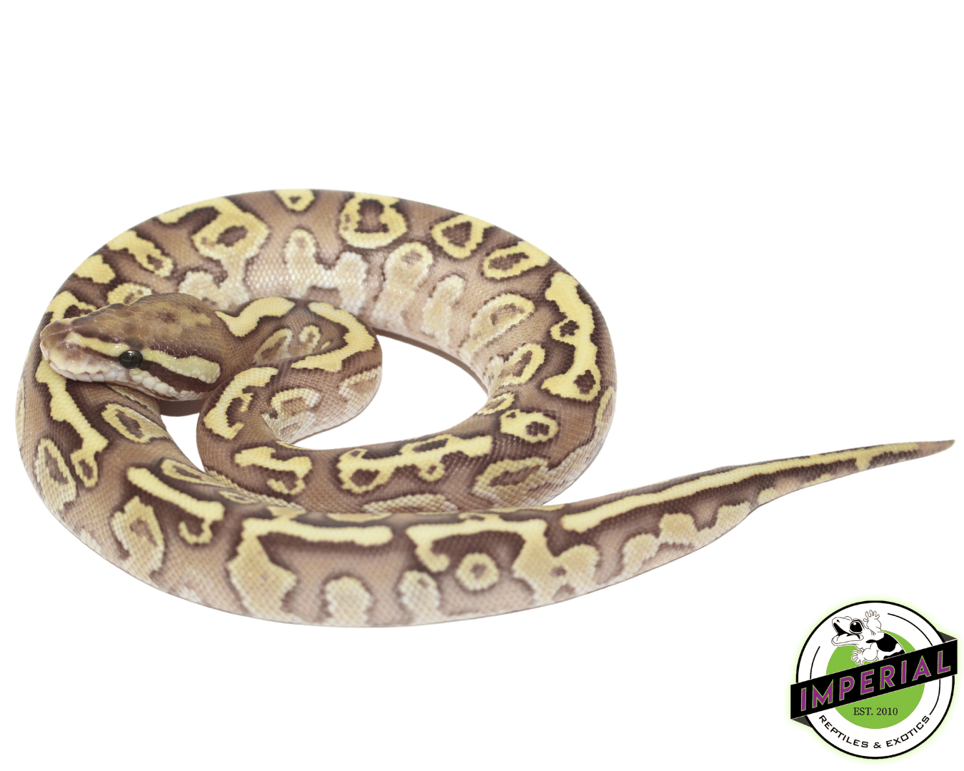Lesser Fire Ball Python Female