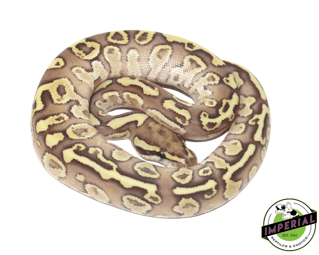 Lesser Fire Ball Python Female — image 2