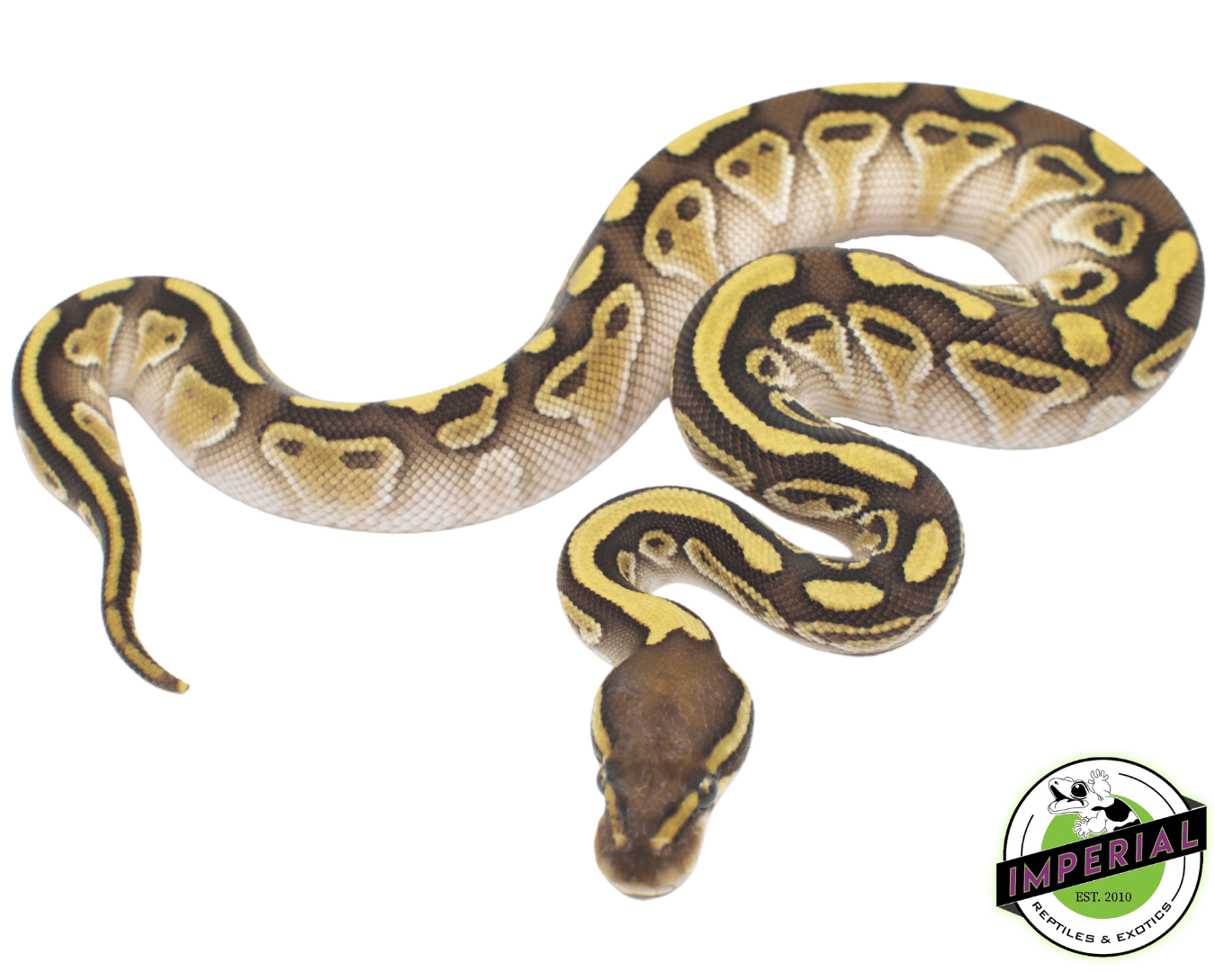 Lesser Het Clown Ball Python — image 3