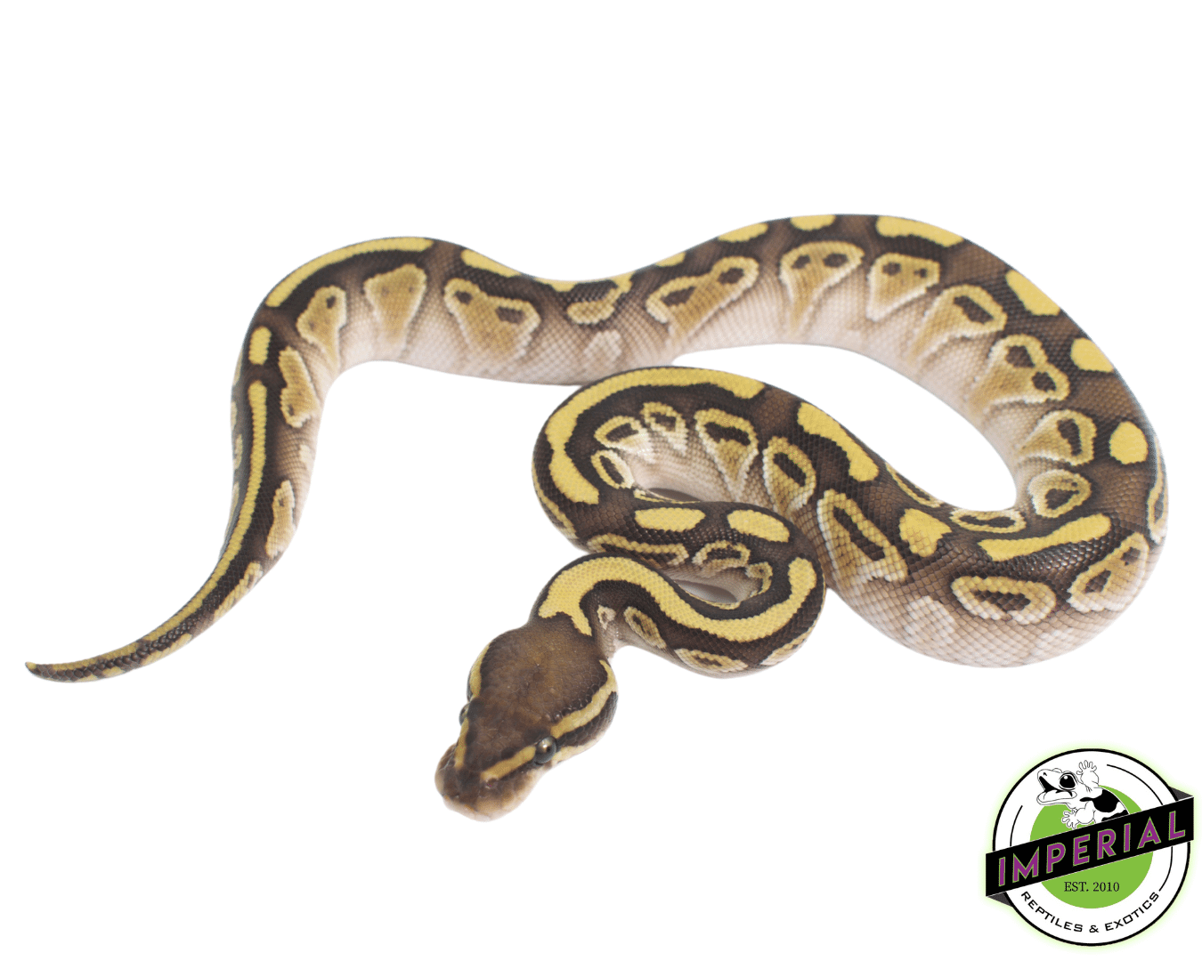 Lesser Het Clown Ball Python — image 2