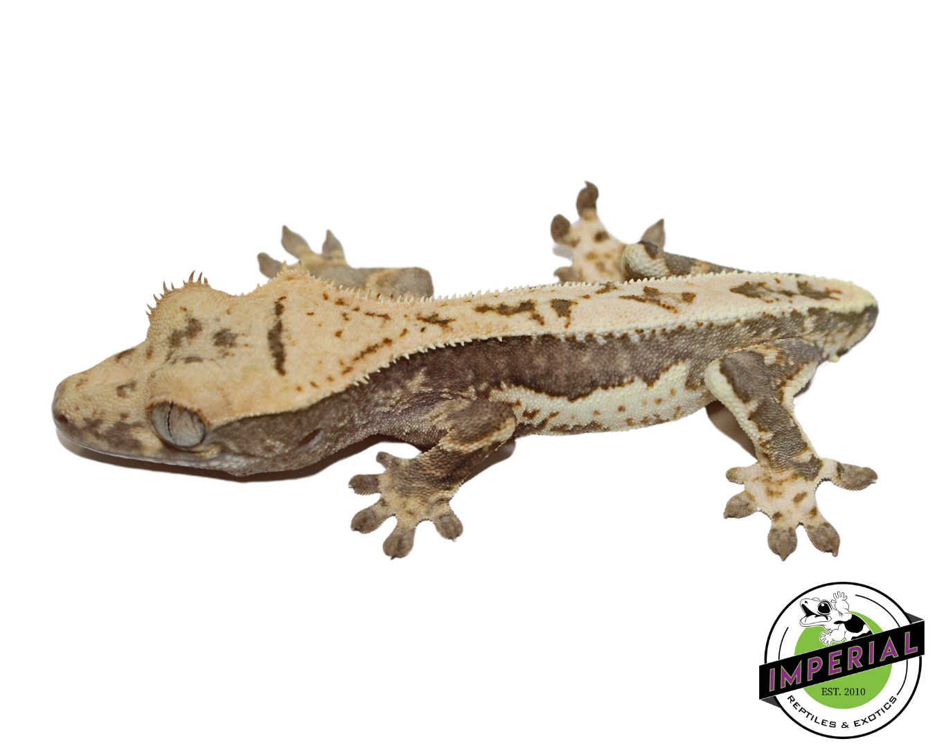 Lilly White Crested Gecko (#112524-01)