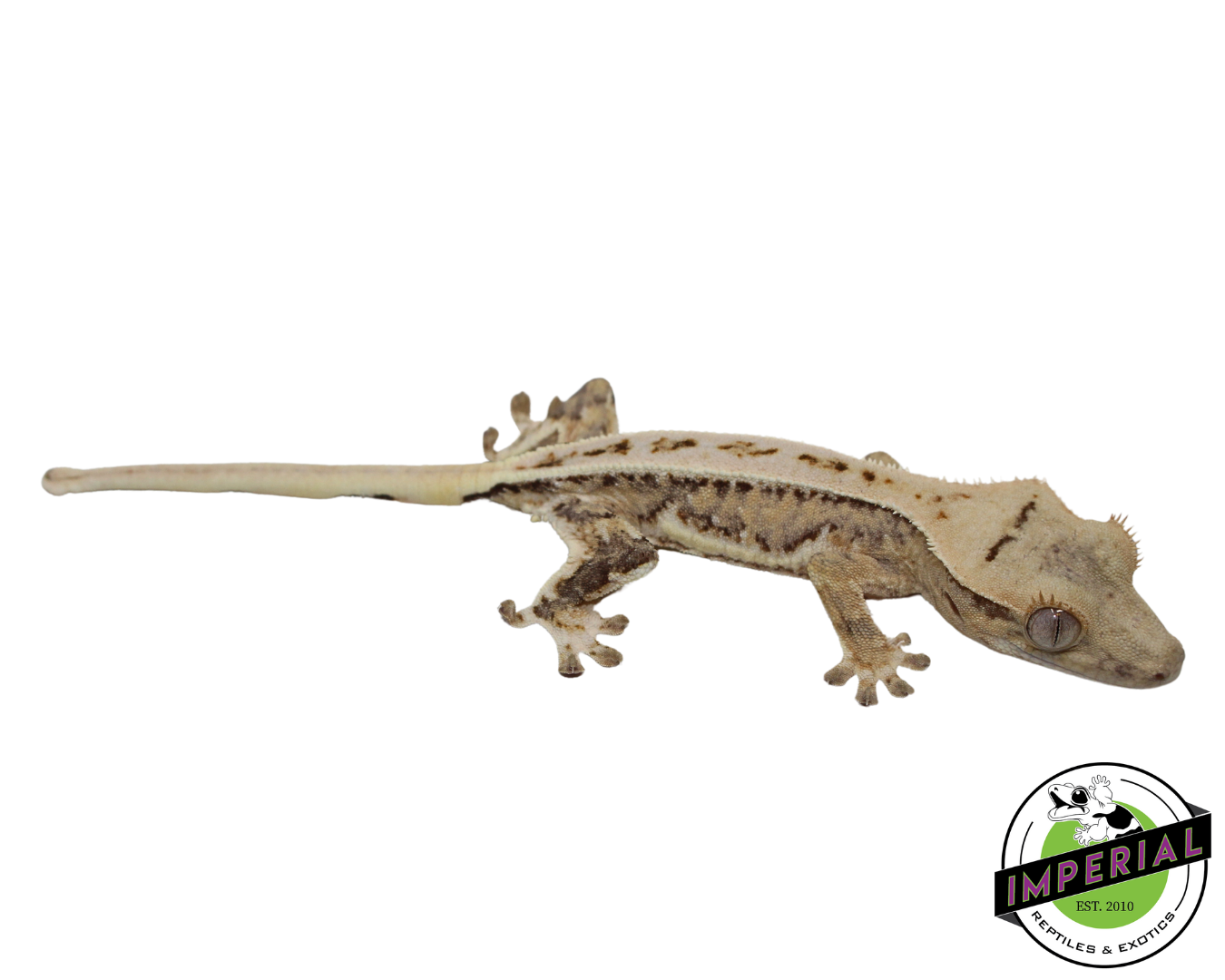 Lilly White Crested Gecko (#112524-06)