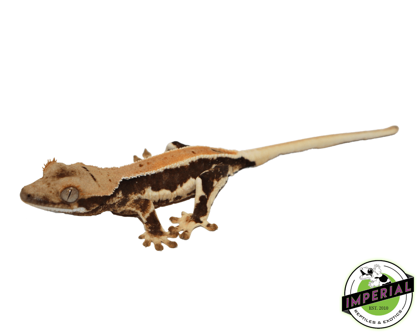 Lilly White Crested Gecko (#32923-01)