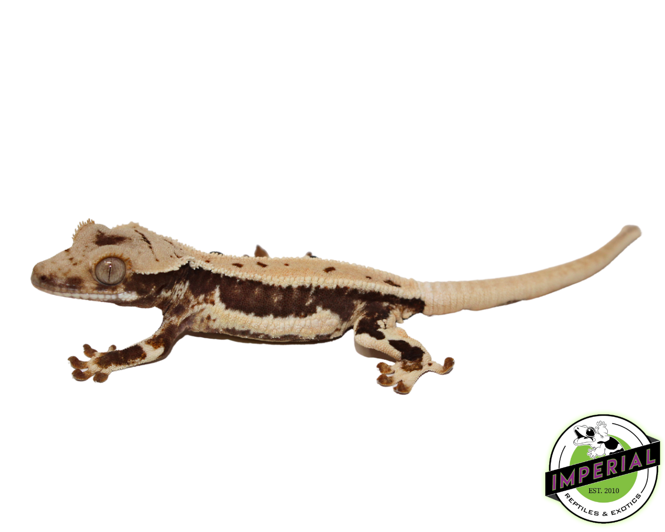 Lilly White Crested Gecko (#4523-02) — image 2