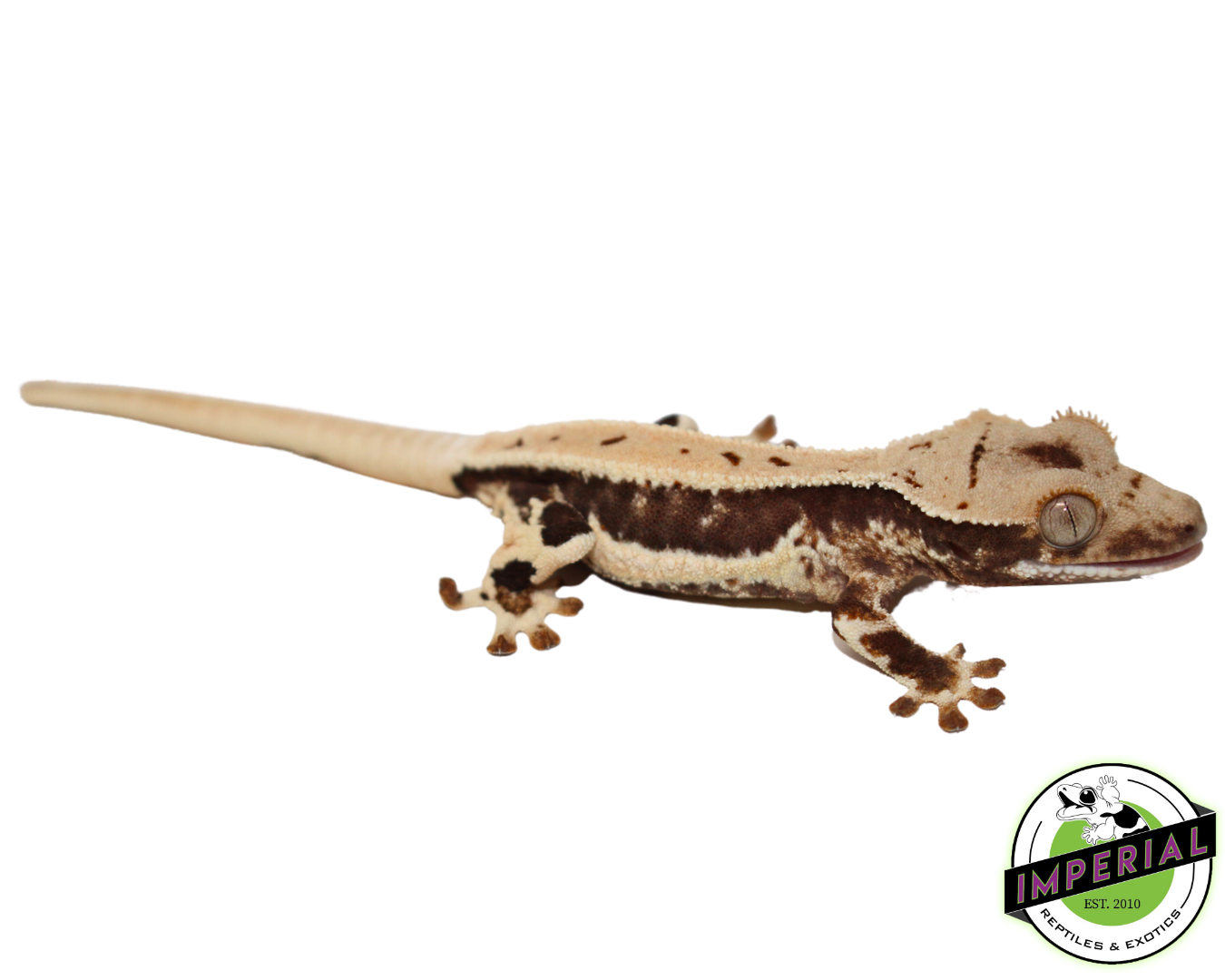 Lilly White Crested Gecko (#4523-02)