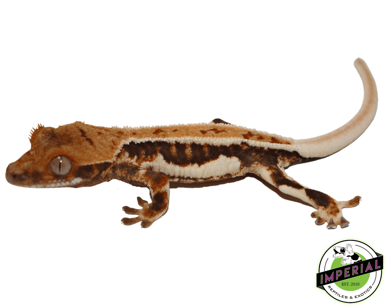 Lilly White Crested Gecko (#5223-04) — image 2