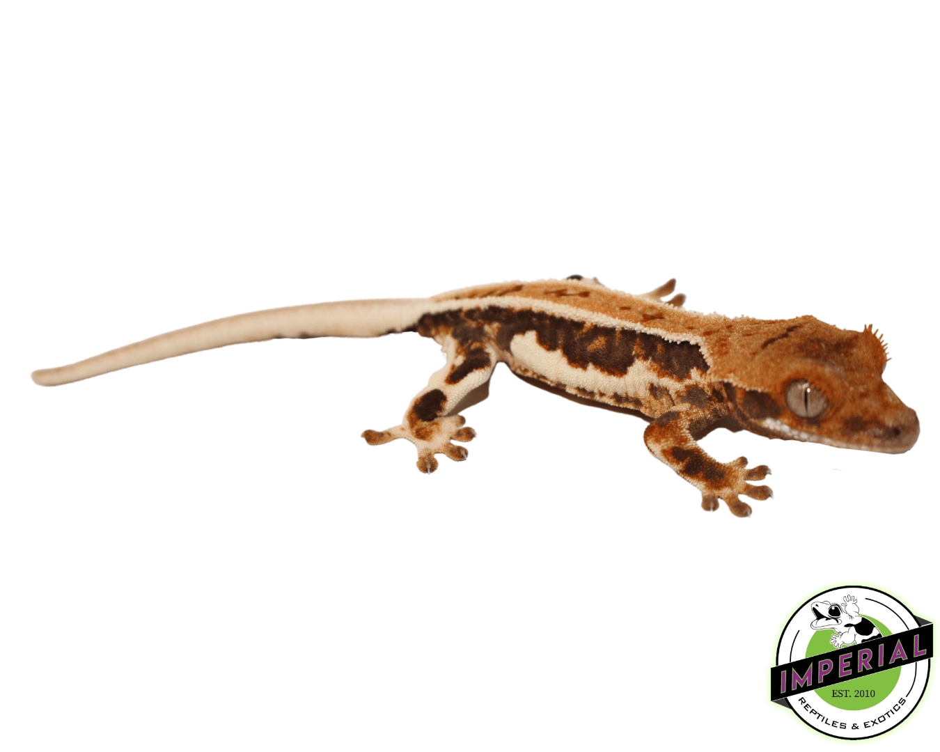 Lilly White Crested Gecko (#5223-04)