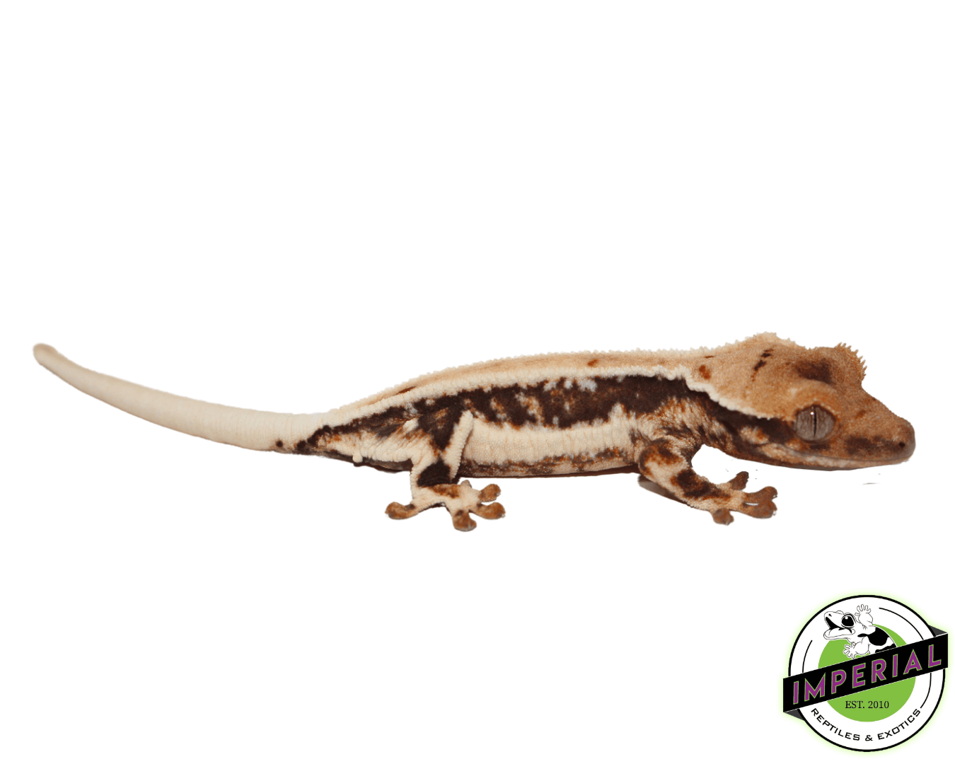 Lilly White Crested Gecko Baby