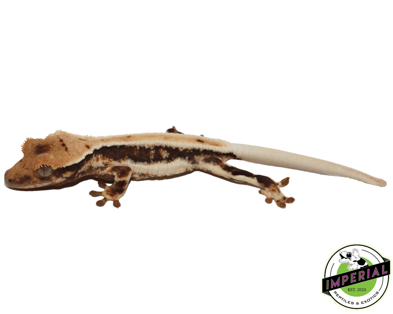 Lilly White Crested Gecko Baby — image 2