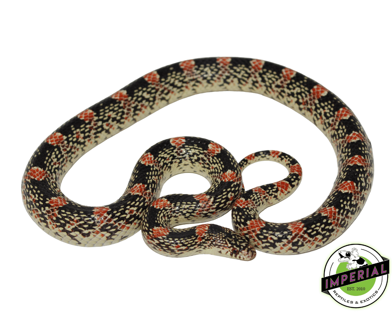 Long-nosed Snake
