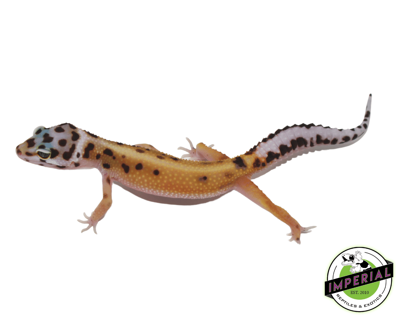 Mack Snow Bold Spot Leopard Gecko — image 2