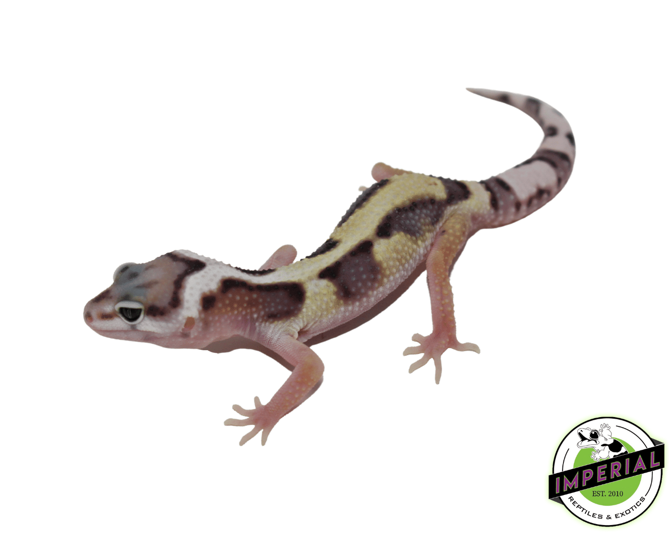 Mack Snow Jungle Leopard Gecko Baby