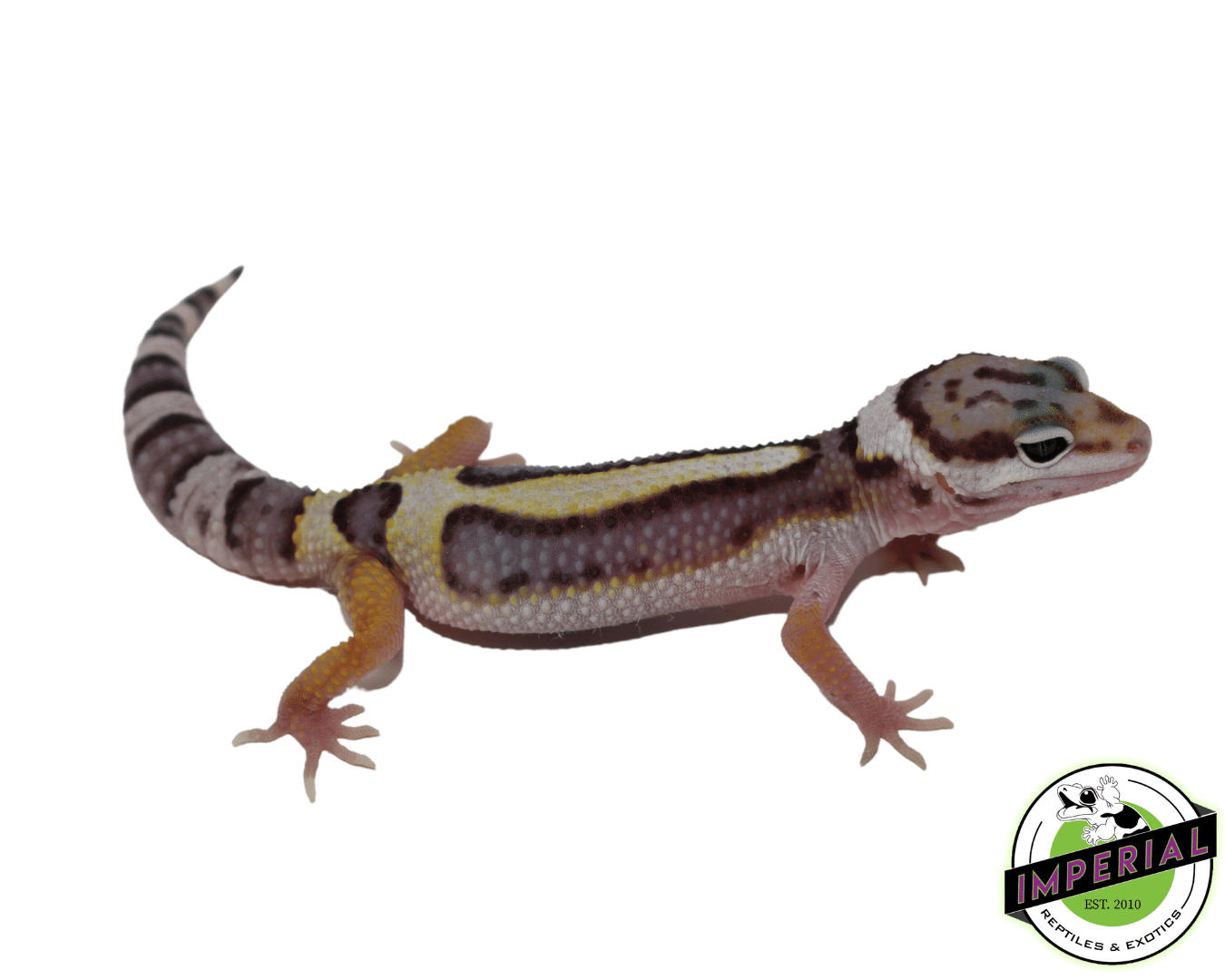 Mack Snow Jungle Leopard Gecko Baby — image 2