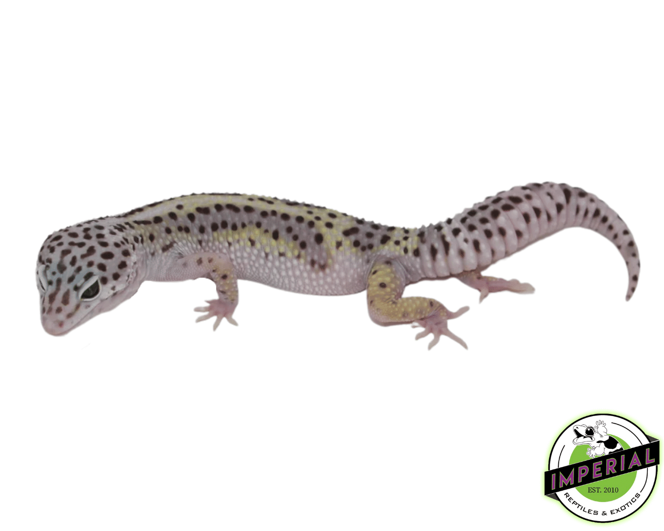Mack Snow Leopard Gecko Adult