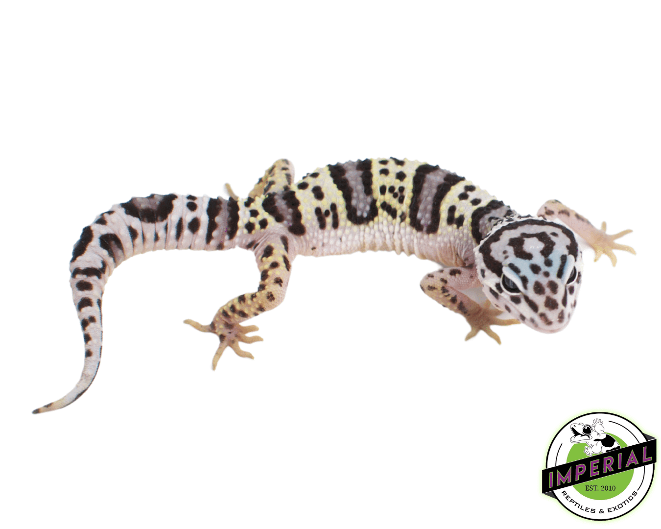 Mack Snow Leopard Gecko Baby