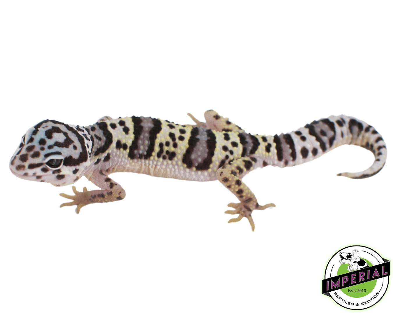 Mack Snow Leopard Gecko Baby — image 2