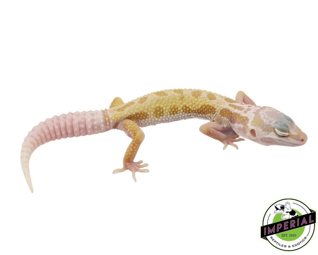 Mack Snow Patternless x Black Night Leopard Gecko Baby