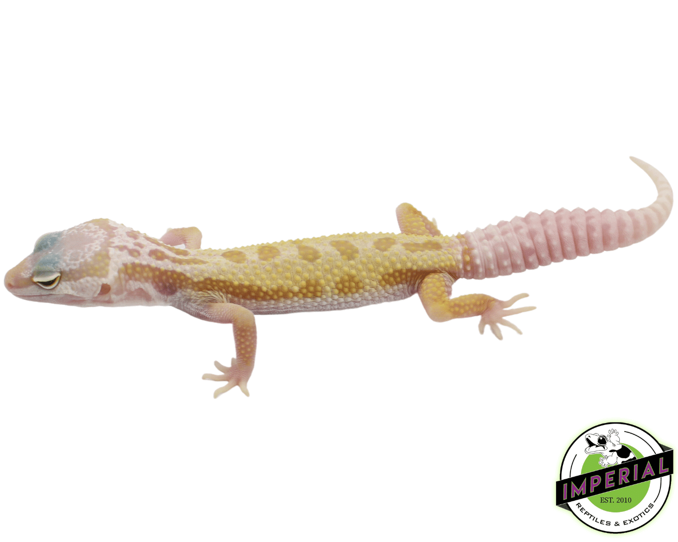 Mack Snow Patternless x Black Night Leopard Gecko Baby — image 2