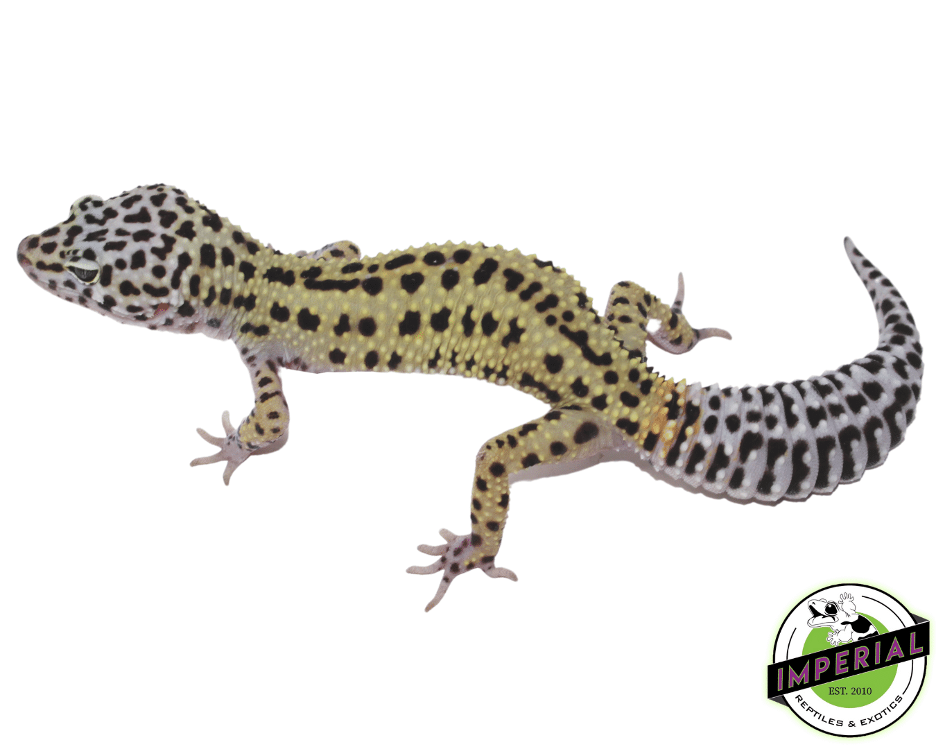 Mack Snow Reverse Stripe Adult Female