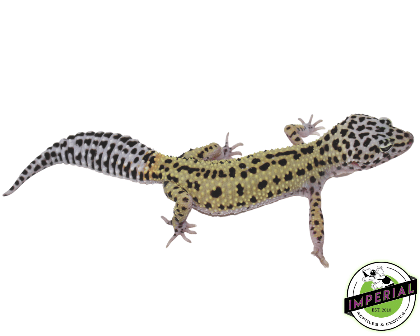 Mack Snow Reverse Stripe Adult Female — image 2