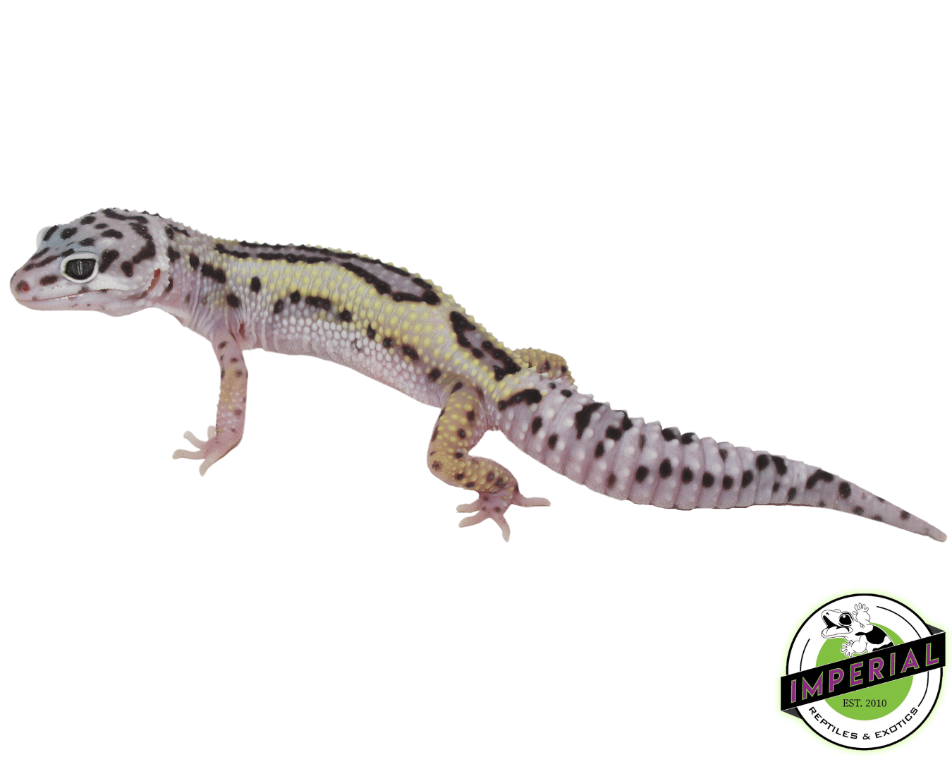 Mack Snow Stripe Leopard Gecko Baby