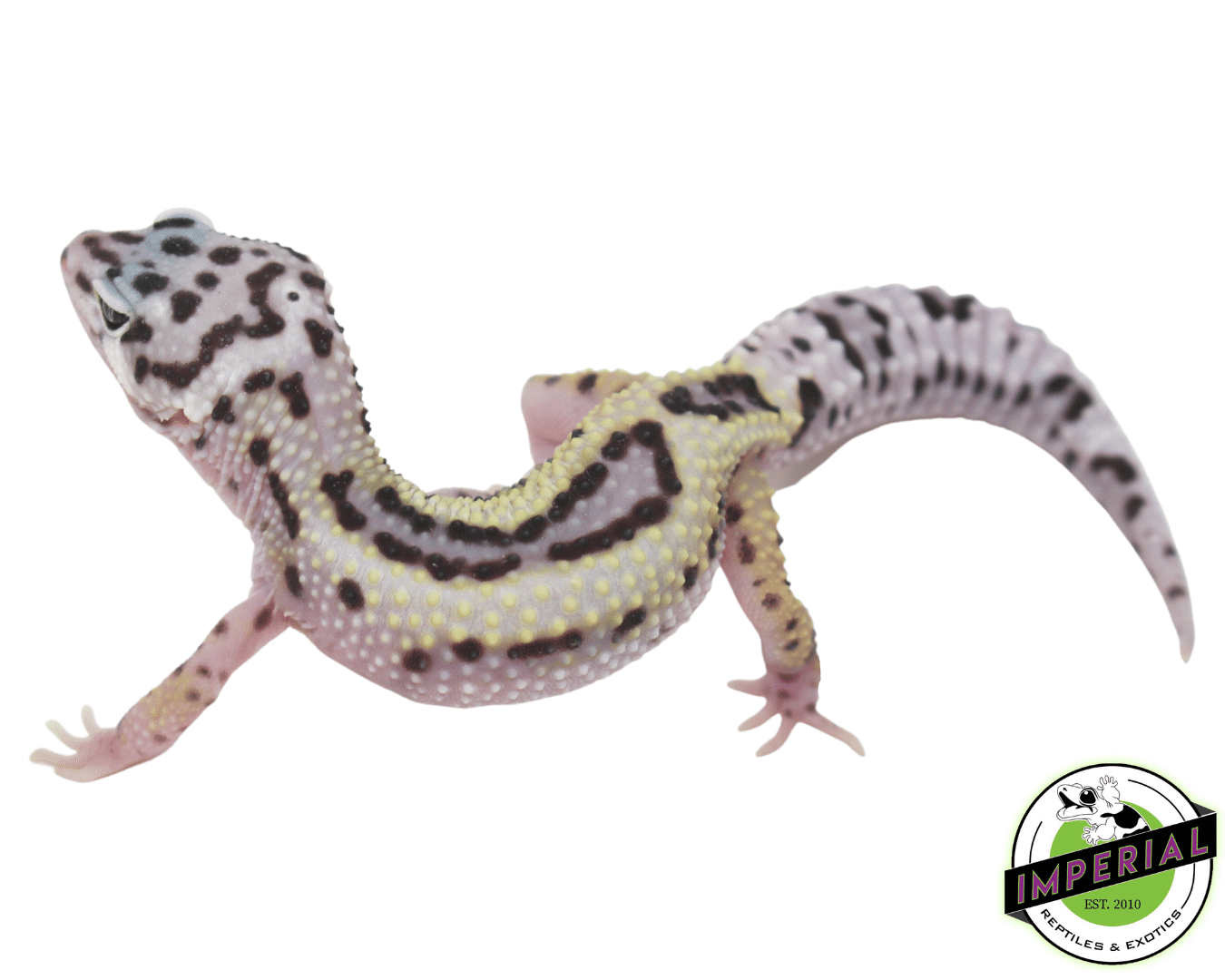 Mack Snow Stripe Leopard Gecko Baby — image 2