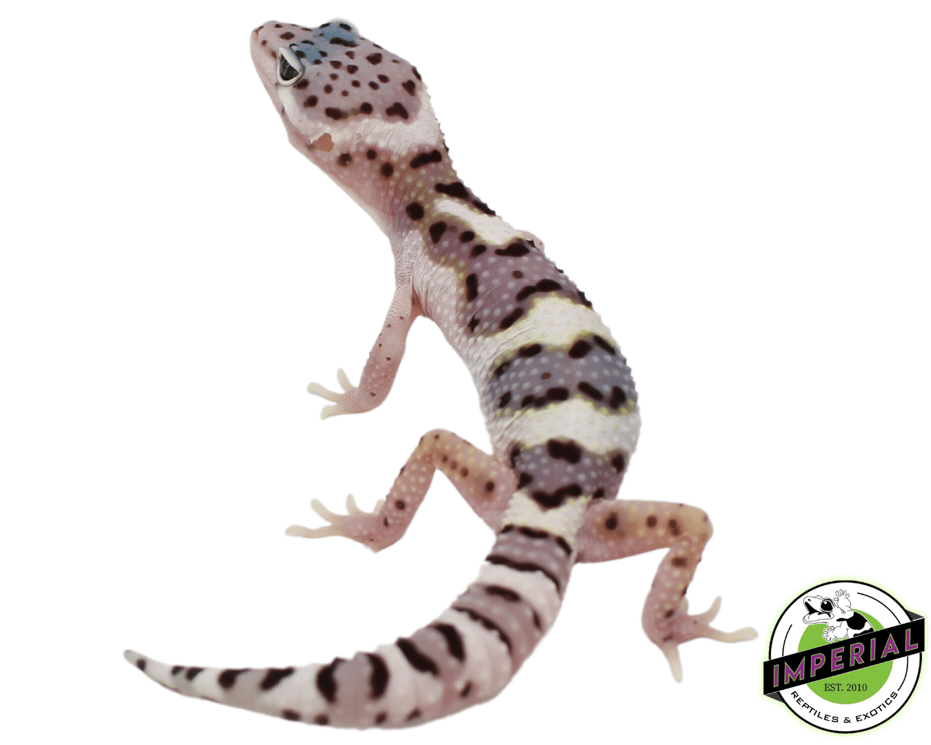 Mack Snow x Black Night Leopard Gecko Baby — image 2