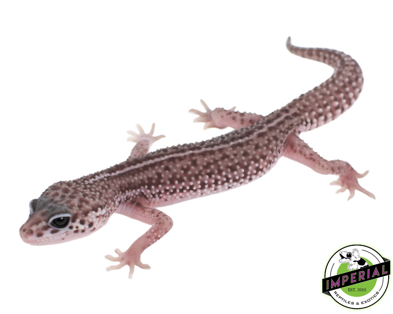 Mack Super Snow Leopard Gecko Baby