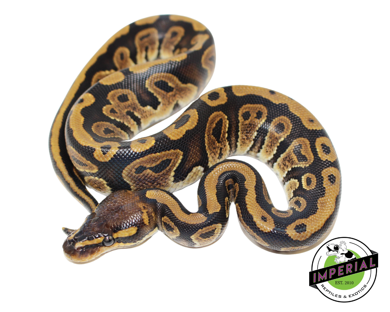 Mahogany Ball Python Baby