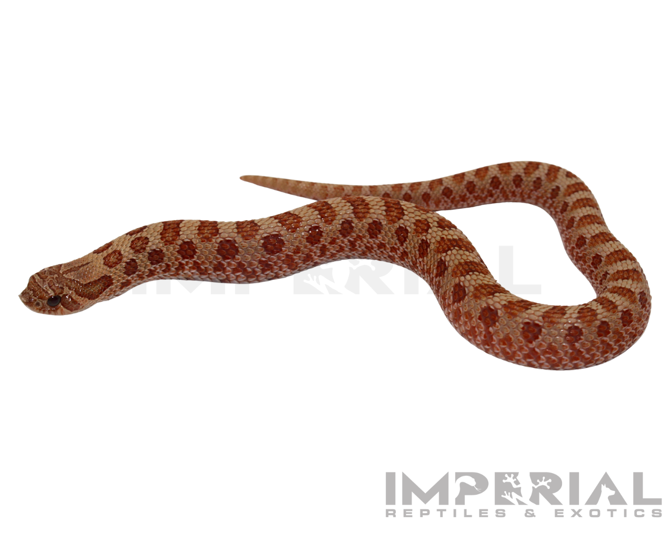 Mai Tai Western Hognose — image 2