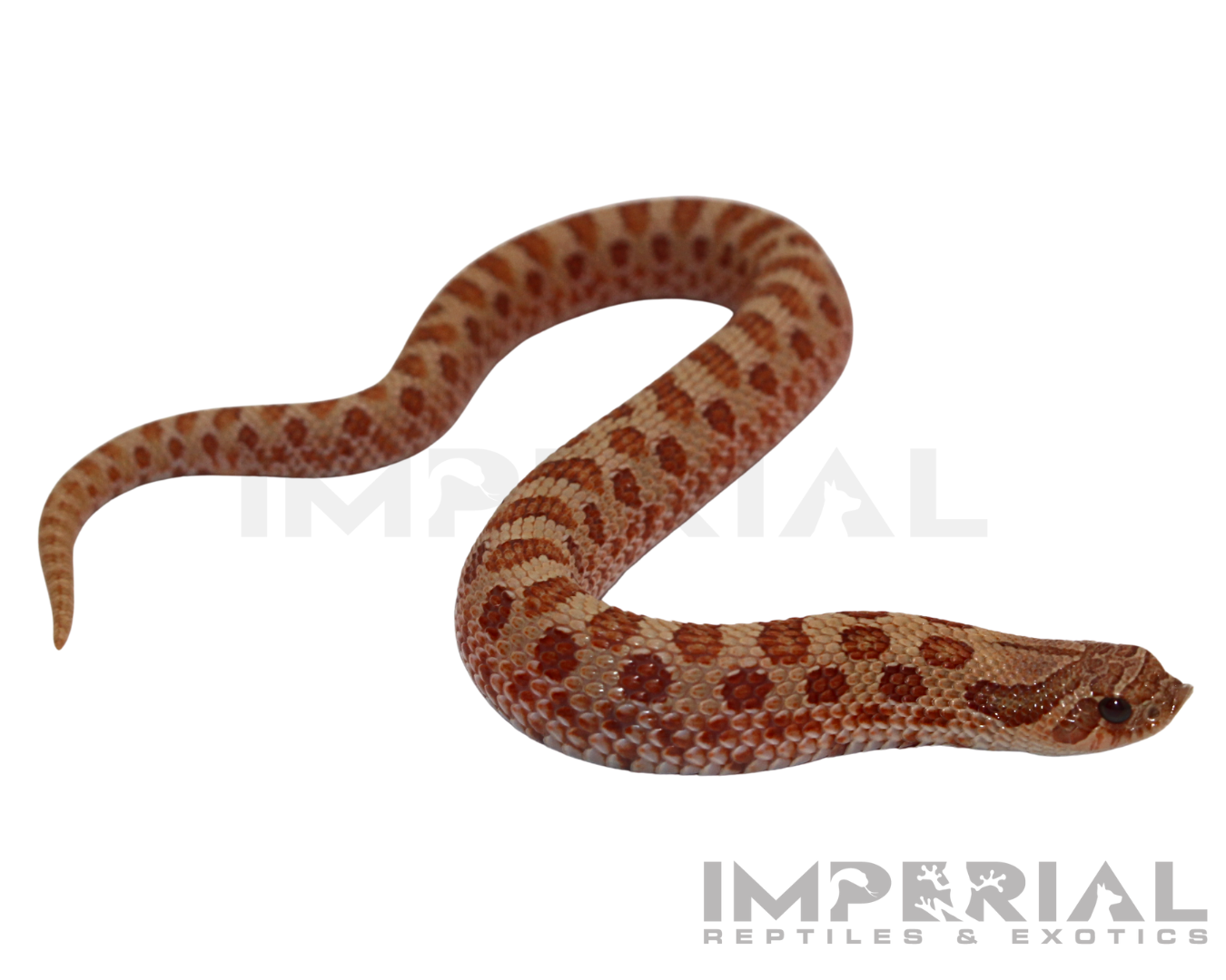Mai Tai Western Hognose — image 3