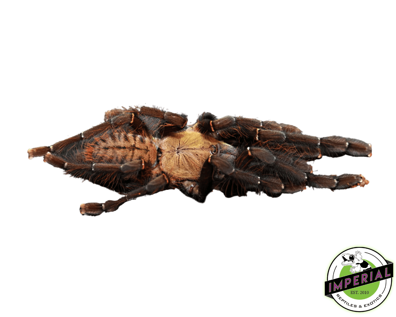 Malaysian Earth Tiger Tarantula (Omothymus [Cyriopagous] schioedtei)