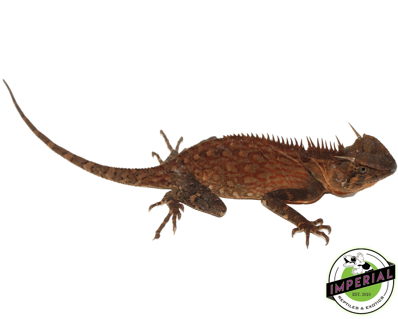 Malaysian Horned Dragon — image 2