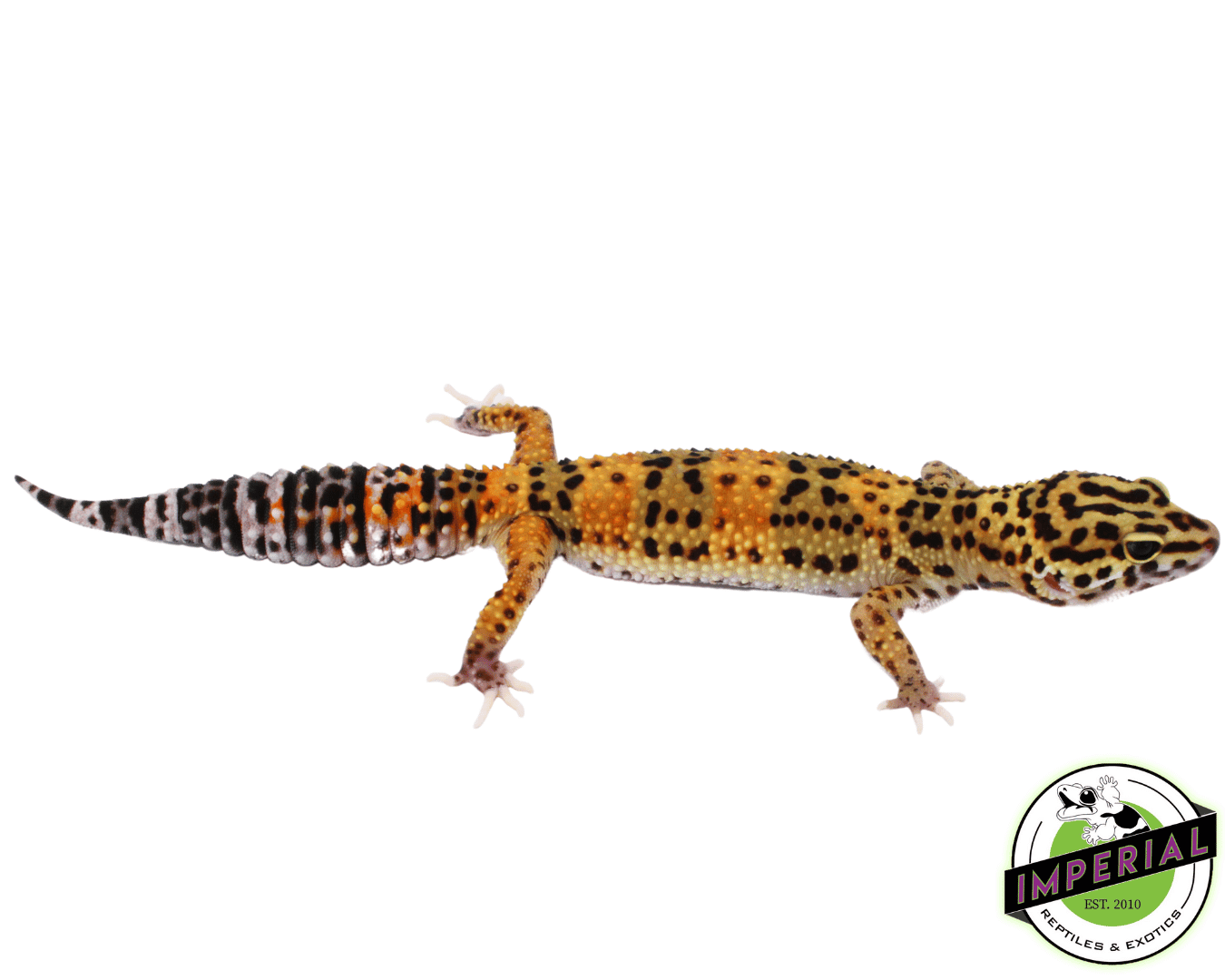Marble Eye Leopard Gecko Adult