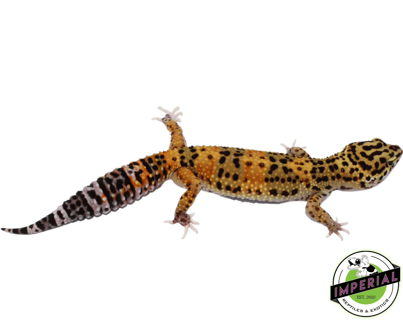 Marble Eye Leopard Gecko Adult — image 2