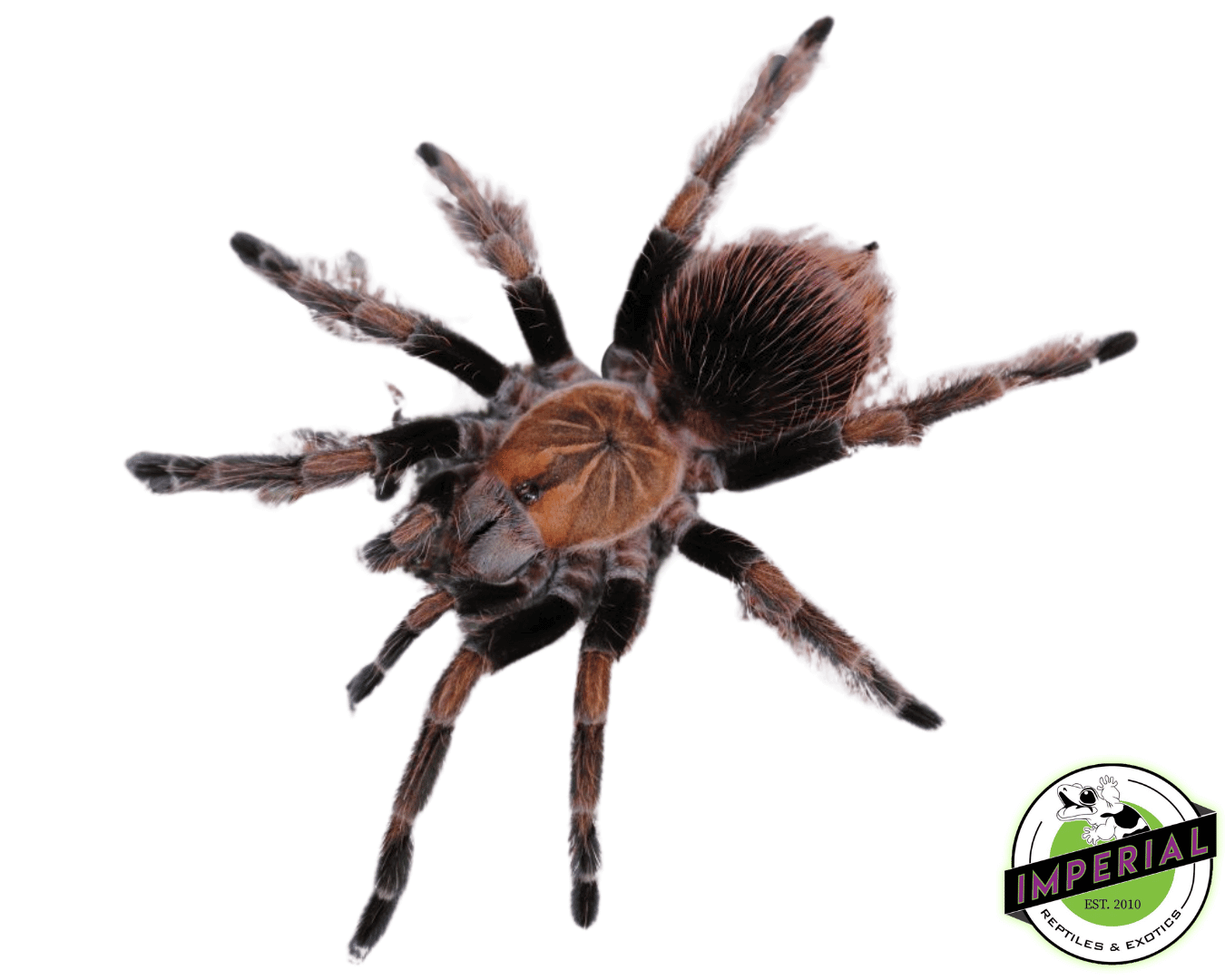 Mascara Giant Bird-Eater Tarantula (Pamphobeteus sp. 'Mascara') Male and Female Pair