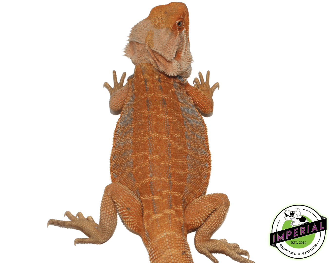 McQueen Stripe Leatherback Hypo Bearded Dragon Young Adult Male — image 2
