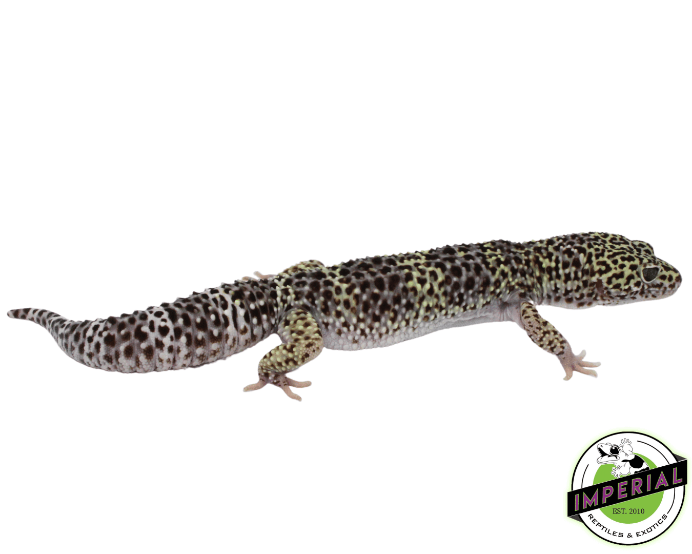 Melanistic Mack Snow Leopard Gecko Adult