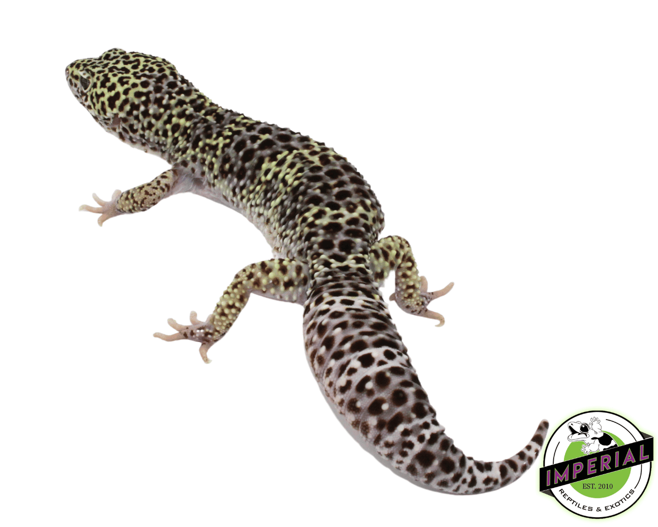 Melanistic Mack Snow Leopard Gecko Adult — image 2