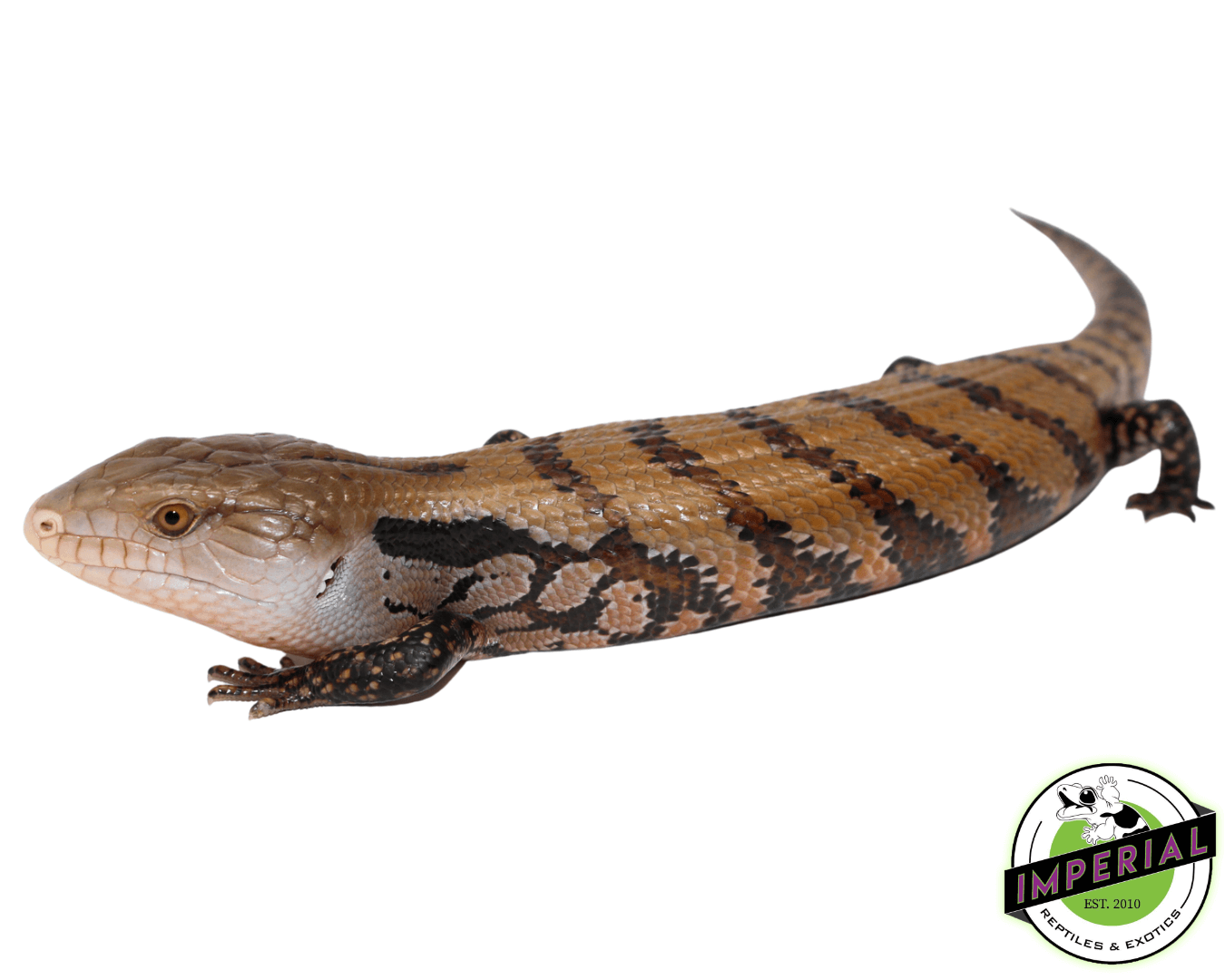 Merauke Blue Tongue Skink Baby — image 2